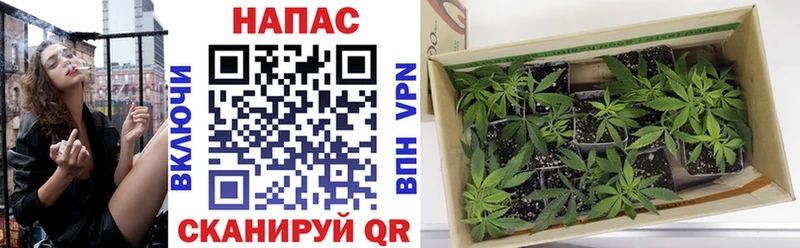 купить закладку  Кинешма  МАРИХУАНА план 